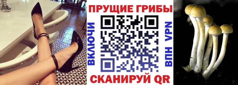 наркошоп  Карасук  Псилоцибиновые грибы GOLDEN TEACHER 